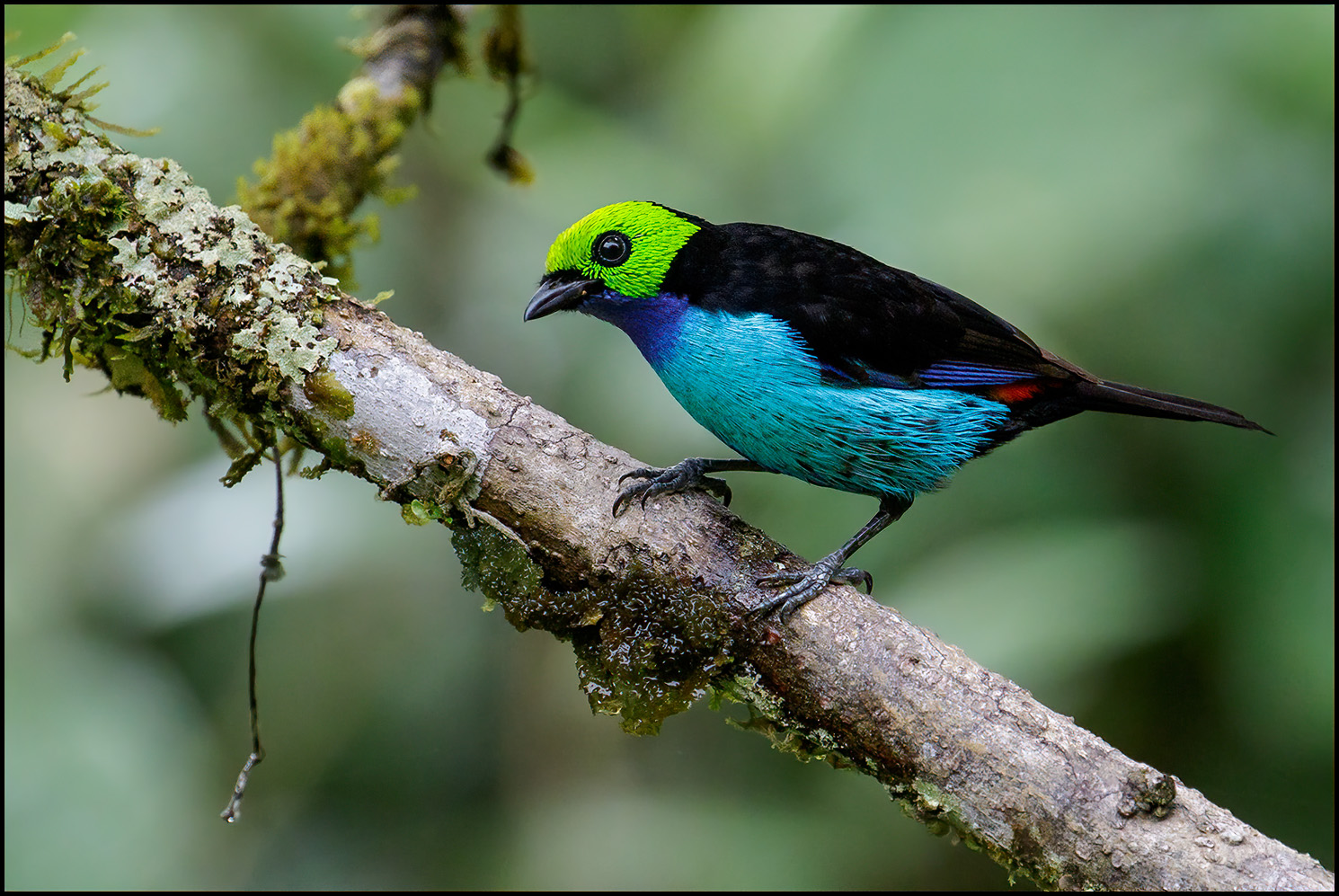 Birds from Peru Favourite Images